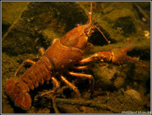 Crayfish by Veronika Matějková 